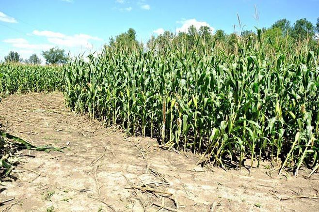 field of corn field of corn